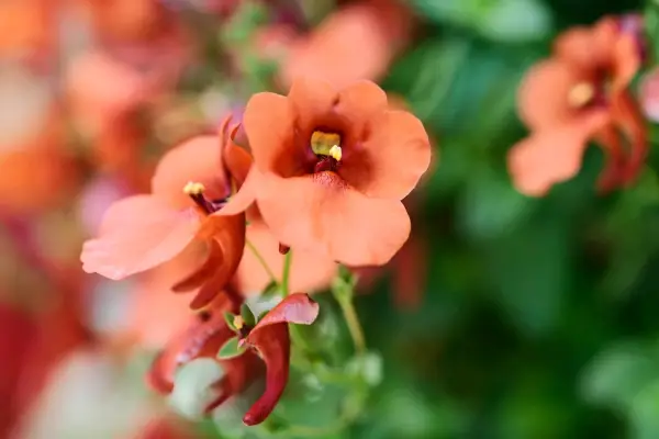 Diascia barberae ’Juliet Orange’