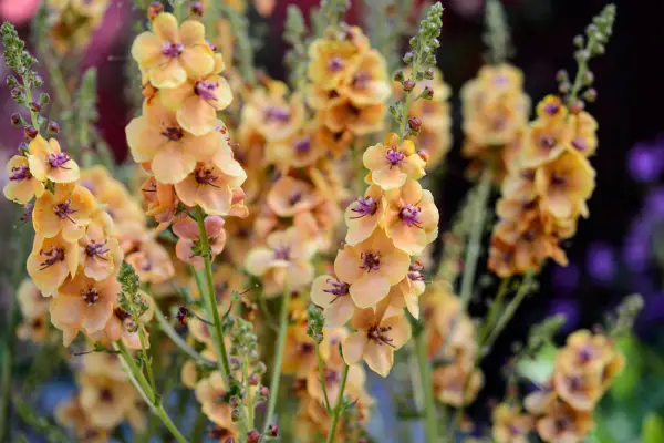 Verbascum ‘Clementine’