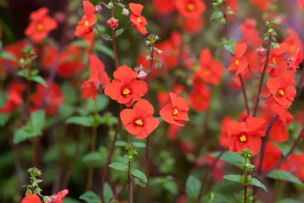 Alonsoa meridionalis ‘Rebel’