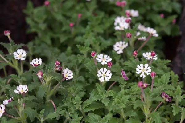 Zaluzianskya ovata ‘Orange Eye’