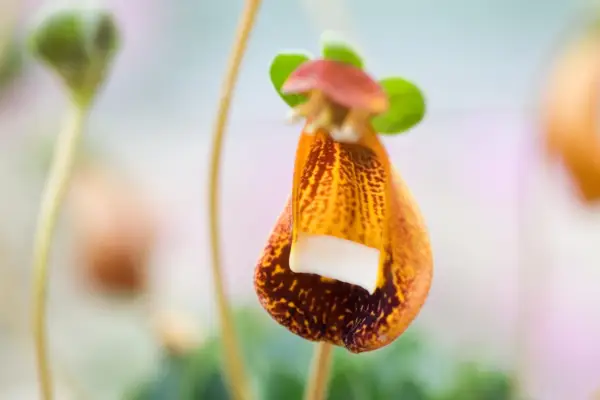 Calceolaria ’Walter Shrimpton’