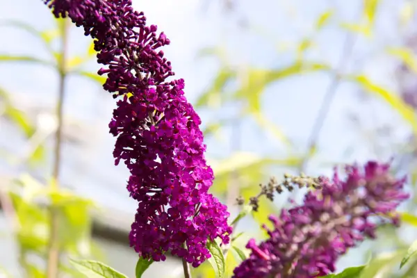 Buddleja davidii ‘Santana’