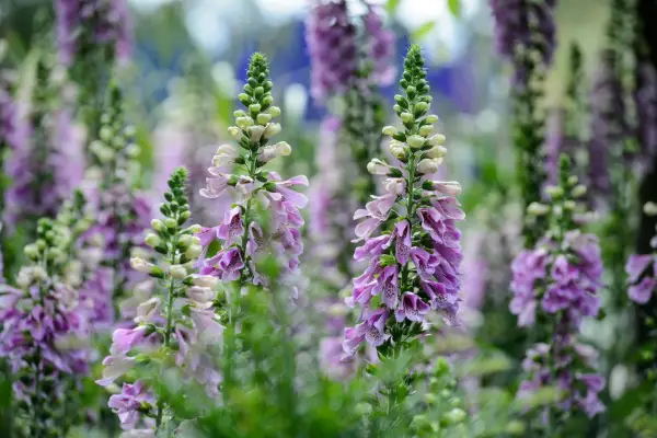 How to grow foxgloves - where to grow foxgloves
