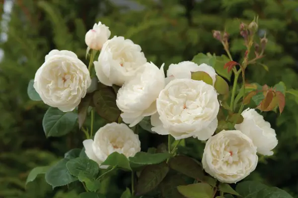 Rosa 'William e Catherine'
