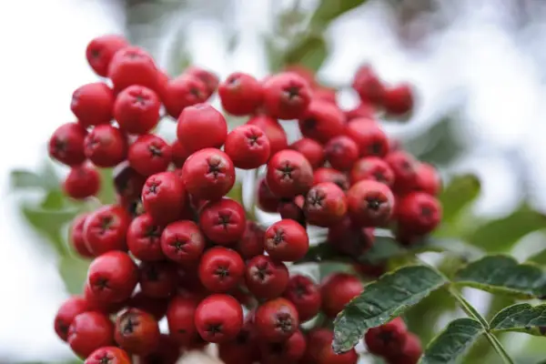 Sorbus Aucuparia