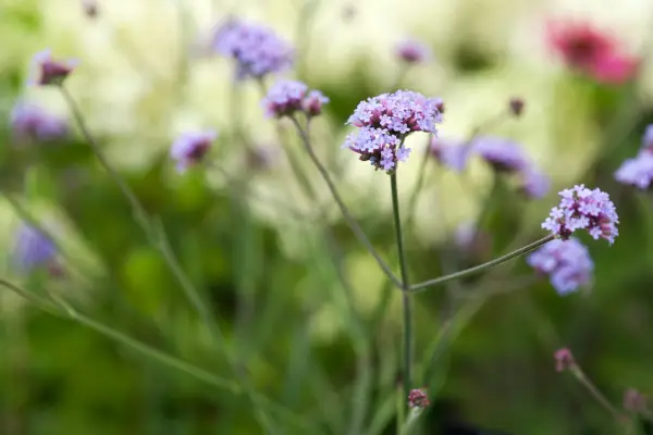 Verbena bonariensis 
