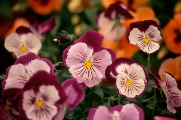 ヴィオラxウィトロッキアナ「猫のひげ」