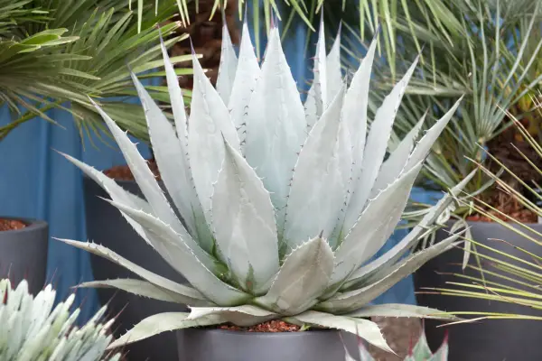 Agáve chrysantha