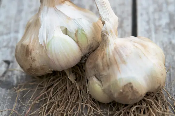 Allium sativum 'Iberian Wight'