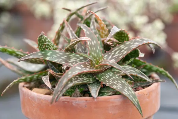 アロエ「赤い火花」