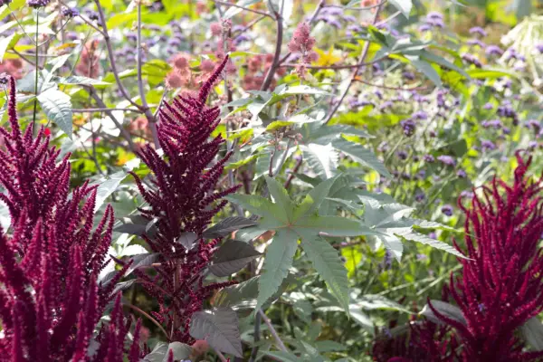 Amaranthus caudatus