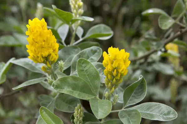 Argyrocytisus battandieri