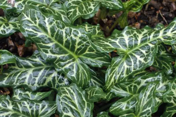 Arum SSP. «Marmoratum italien»