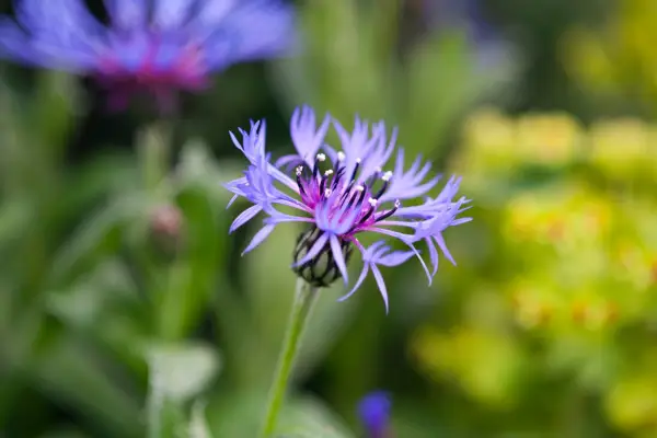 Centaurea Montana 'grandiflora'