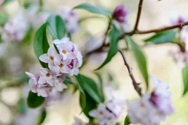 Daphne Bholua „Jacqueline Postill”