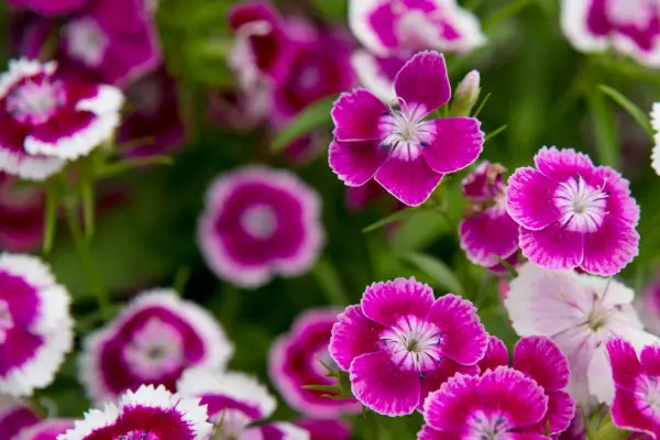 Dianthus skjeggete 'søt'