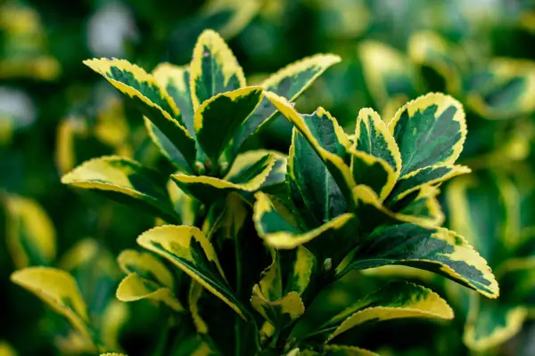 Euonymus japonicus „Collipo”