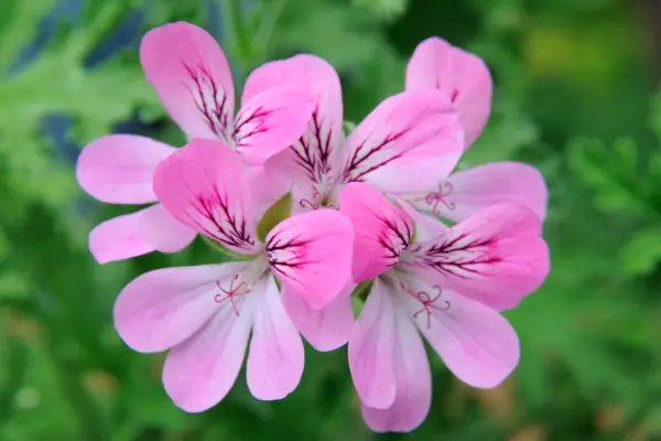 Pelargonium 