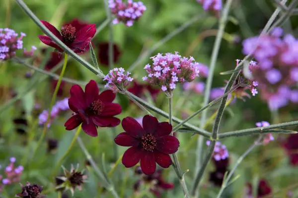 Cosmos astrosanguineus