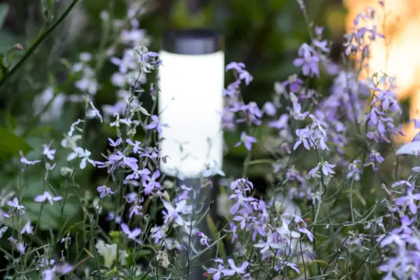 Matthiola longipetala Night scented stock