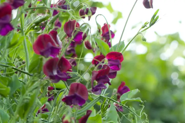 Sweet peas