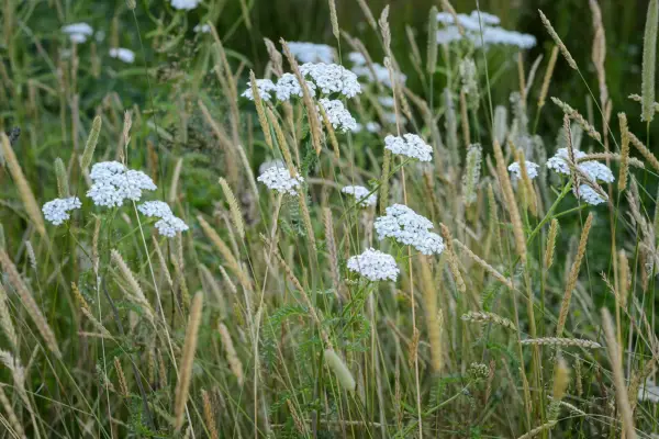 Yarrow. Achillea millefolium.