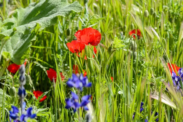 Field poppy (Papaver rhoeas)