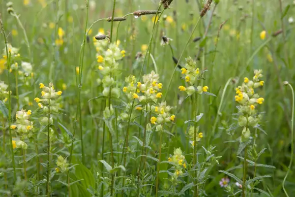 Yellow rattle. Rhinanthus minor.