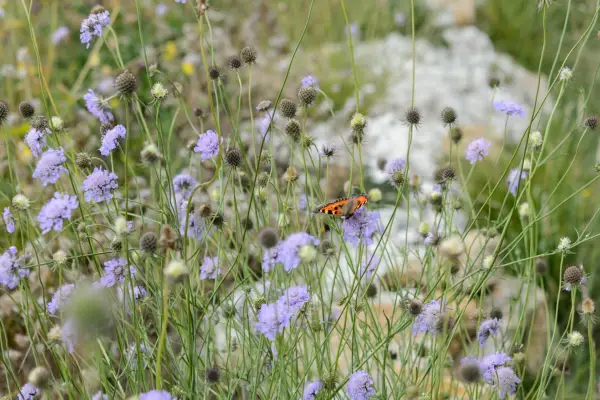 Field scabious. Knautia arvensis.