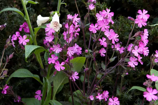 Red campion. Silene dioica.
