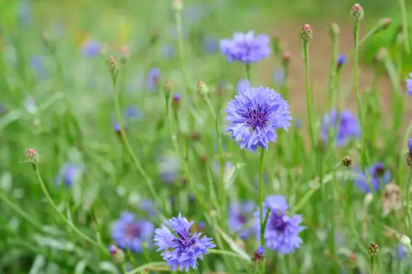 Cornflower. Centaurea cyanus.