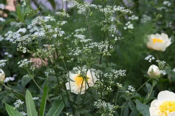 Cow parsley. Anthriscus sylvestris.