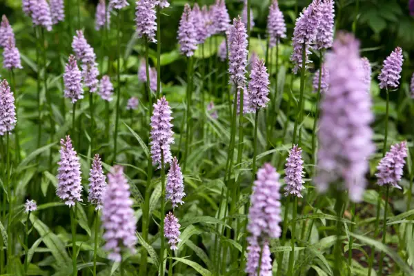 Haveidentifikator til britiske vilde blomster