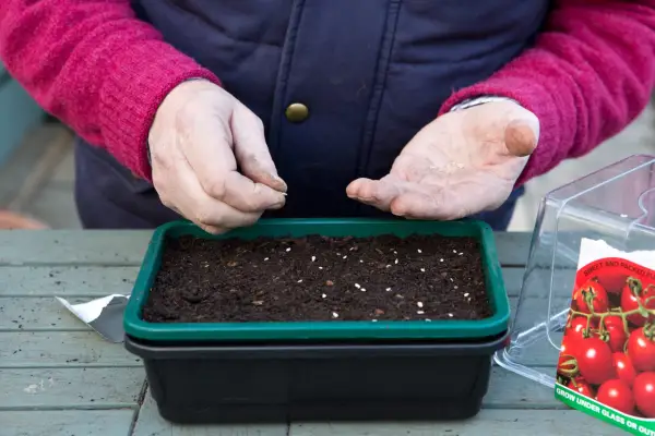 Sowing tomato seeds in a propagator
