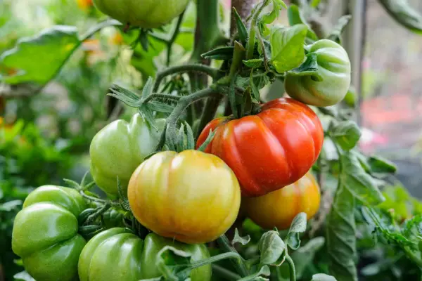 A heavy crop of beefsteak tomatoes on a grafted plant