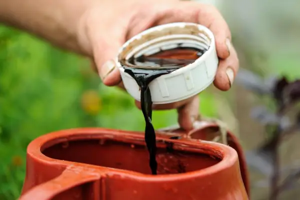 Measuring liquid tomato feed into a watering can