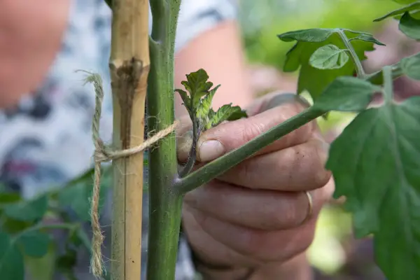 Pinching out a sideshoot from a tomato plant
