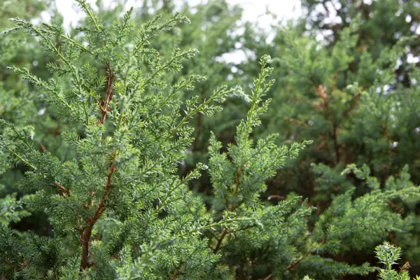 Juniperus chinensis 'blaue Alpen'