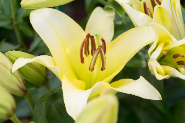 라일리움 '옐로 린'