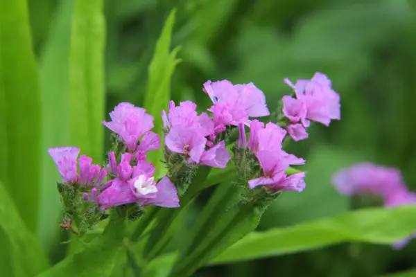 Limoniu „Forever Mixed”