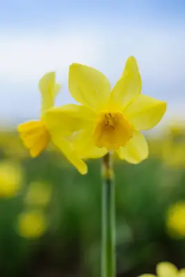 Narcissus 'Cornish smích'
