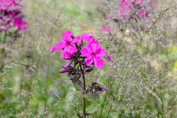 Phlox Paniculata 'Dusterlohe'