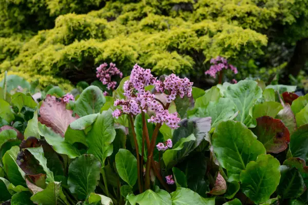 Bergenia cordifolia 