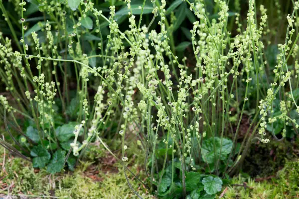 Brewers mitrewort, Mitella breweri