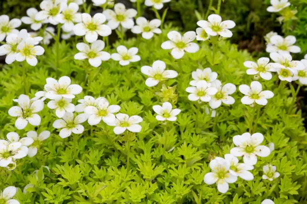 Saxifraga 