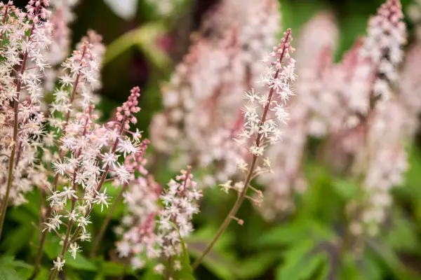 Tiarella 