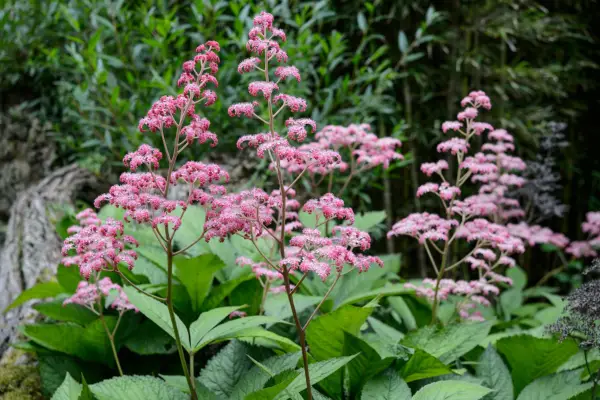 Plante: saxifragaceae