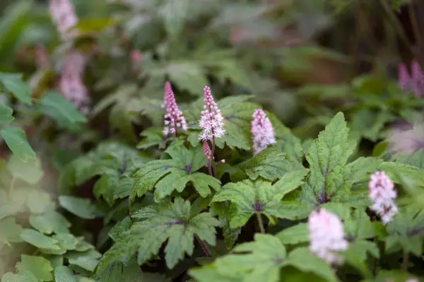 טיארלה 'מרקיע שחקים ורוד'