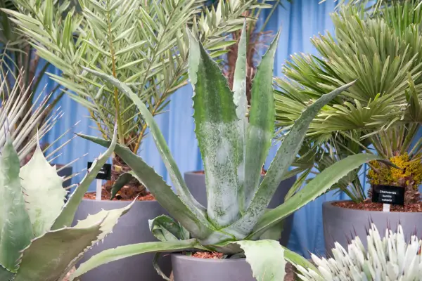 Agave Americana