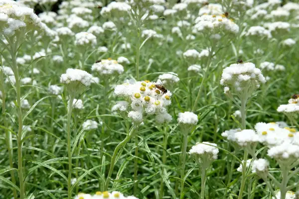 anaphalis margaritacea